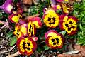 DSC_3488w.JPG