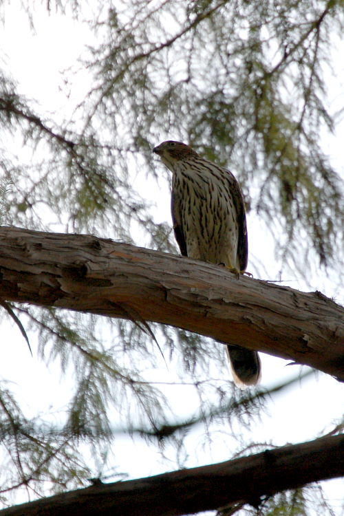 aftDSC_2862w.JPG