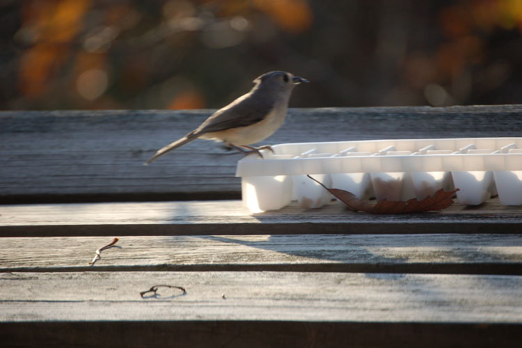 aspDSC_3545w.JPG