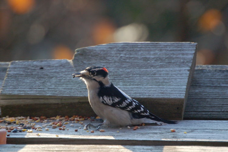 aspDSC_3552w.JPG