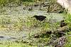 fpP6220950w.JPG