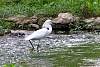 fpP6220955w.JPG