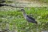 fpP6220960w.JPG