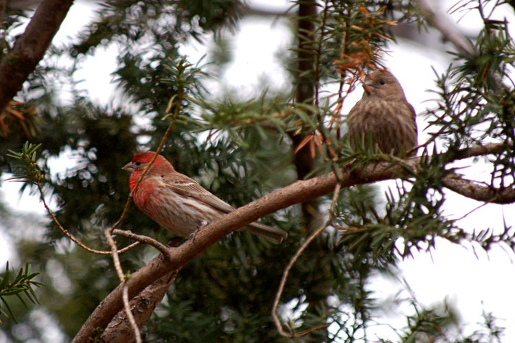 wesDSC_4127w.JPG