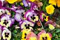 DSC_3489w.JPG