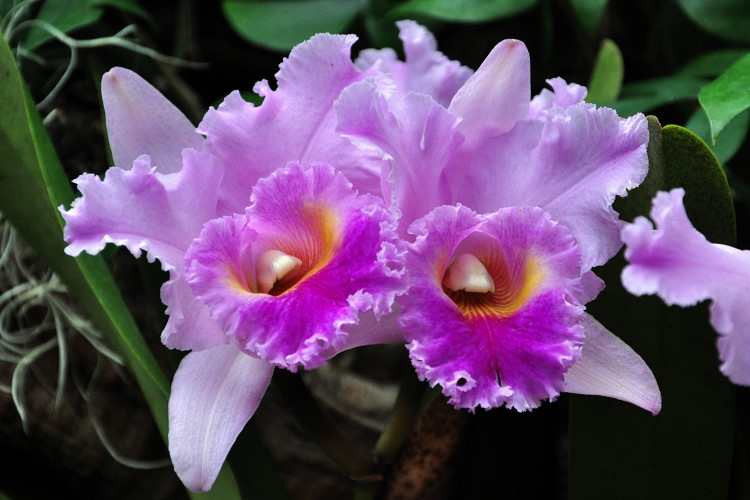 DSC_3356a.JPG