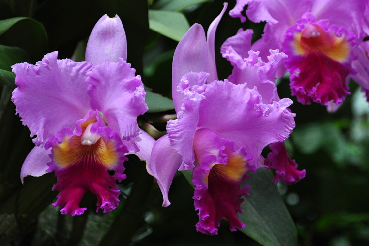 DSC_3358a.JPG