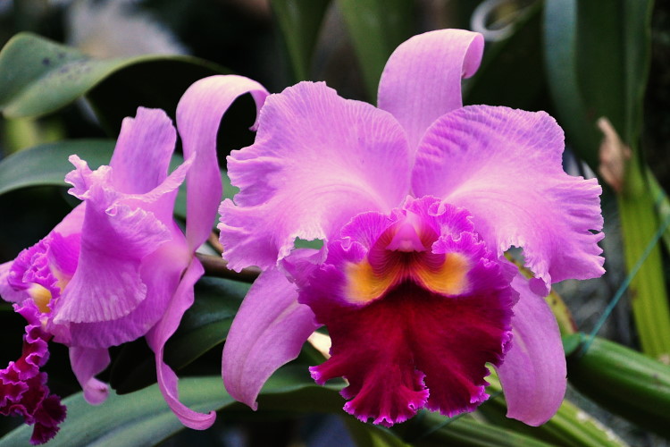 DSC_3374a.JPG