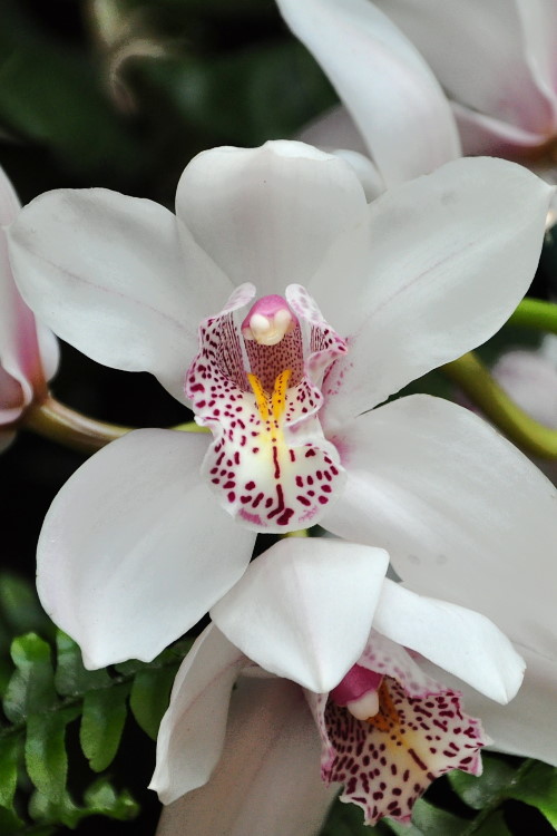DSC_3375a.JPG