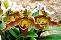 DSC_3355a.JPG