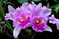 DSC_3356a.JPG