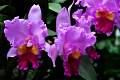 DSC_3358a.JPG