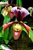DSC_3360a.JPG