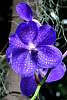 DSC_3362a.JPG