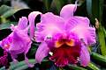 DSC_3374a.JPG