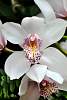 DSC_3375a.JPG