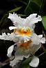 DSC_3379a.JPG