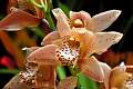 DSC_3380a.JPG