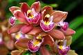 DSC_3383a.JPG