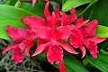 DSC_3386a.JPG