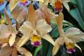 DSC_3390a.JPG
